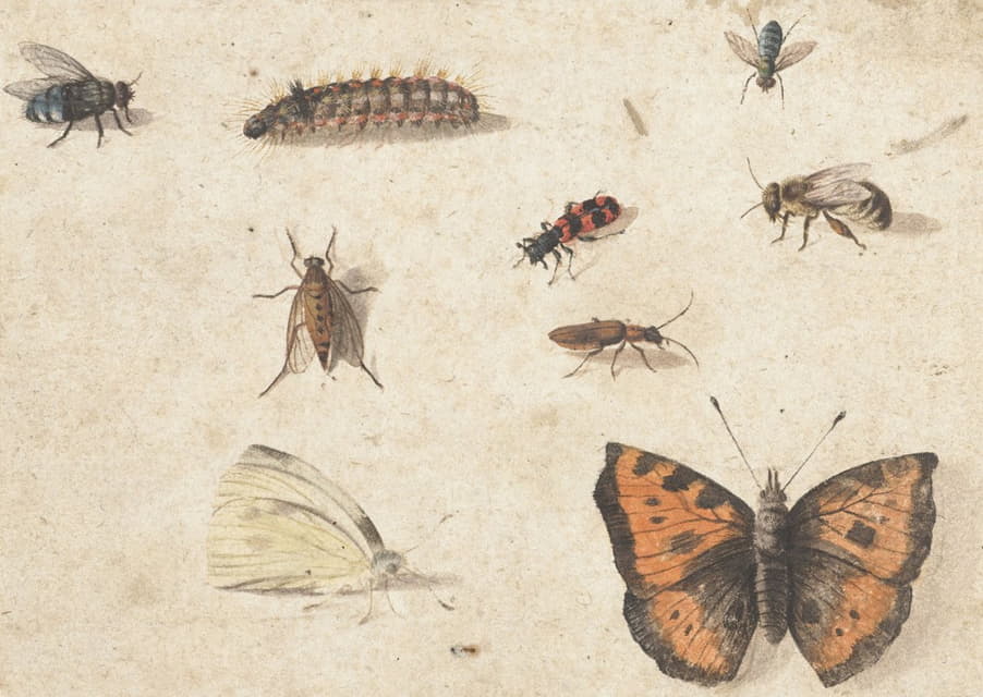 九种昆虫研究表