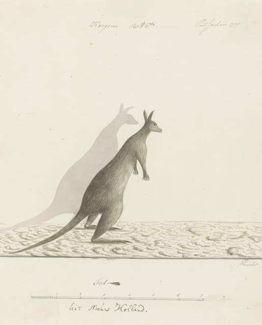 John Hunter - Macropus sp. (Kangaroo)