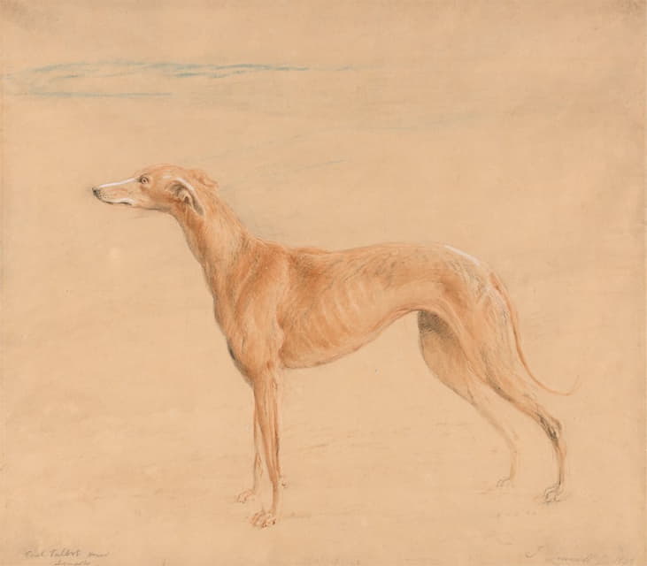 塔尔博特伯爵的猎犬，托马辛