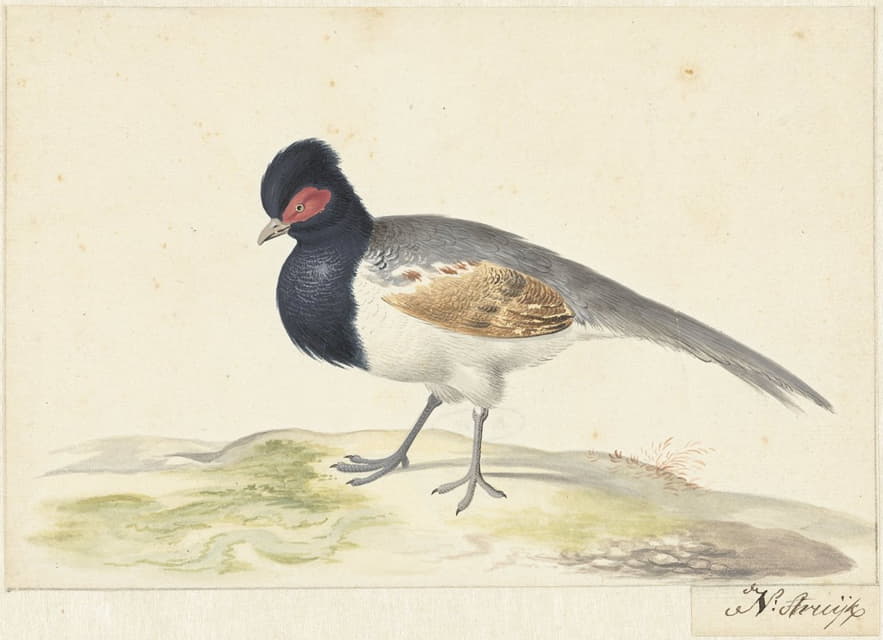 灰色尾羽的鸟，黑色头部有红色斑点，在左边