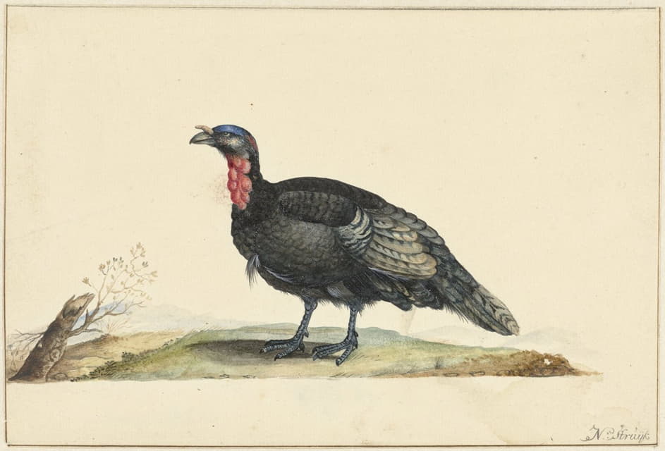 Nicolaas Struyk - Vogel met zwarte veren en een rode krop, staande, naar links