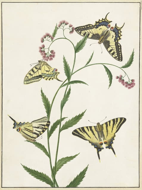 Paulus Knogh - Four Butterflies on Flowers