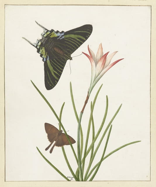 Paulus Knogh - Twee vlinders bij een lelie