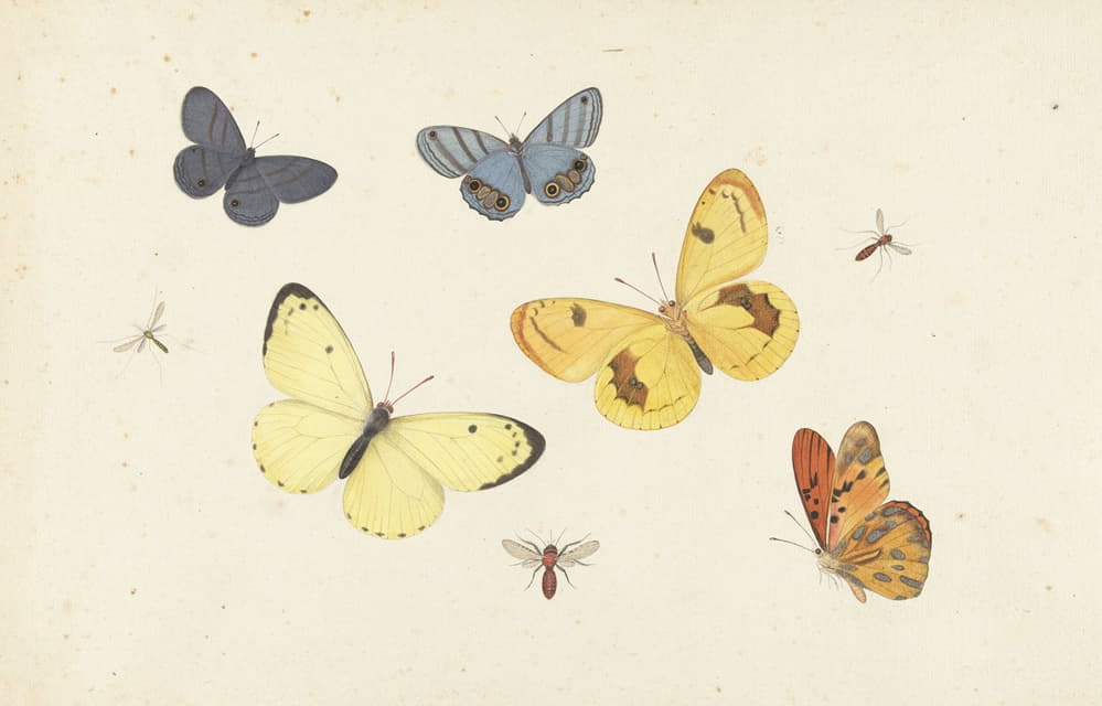 五只蝴蝶、一只黄蜂和两只苍蝇的研究表