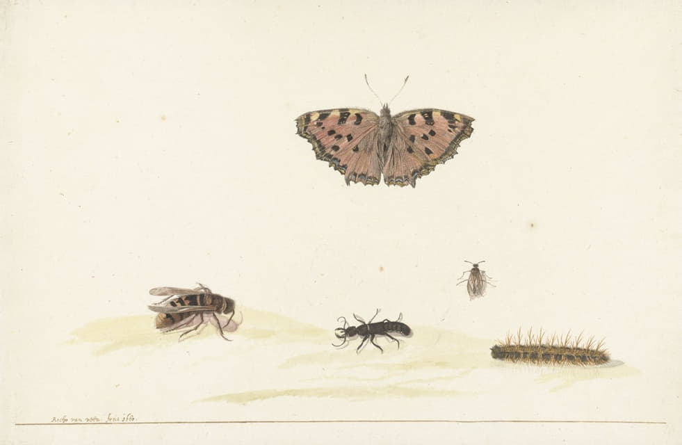 Rochus van Veen - Studieblad met verschillende insecten