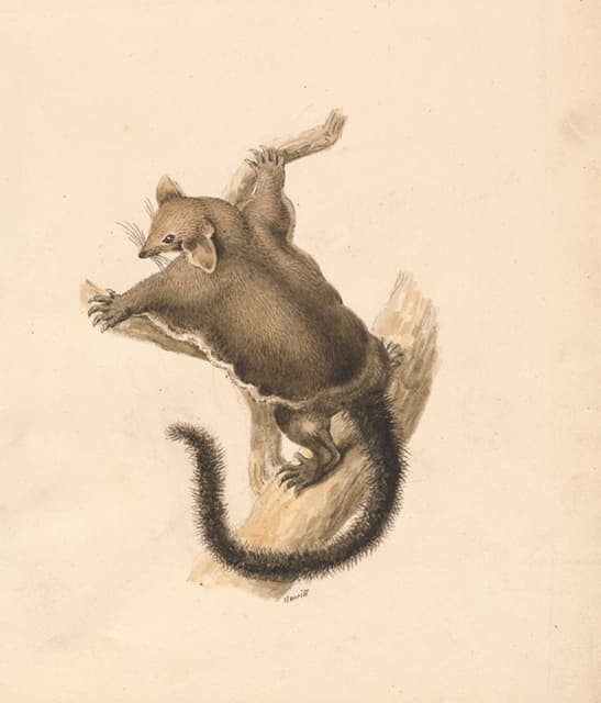 Samuel Howitt - Flying Squirrel