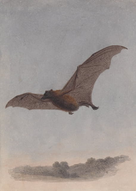 Samuel Howitt - Study of a Vampire Bat