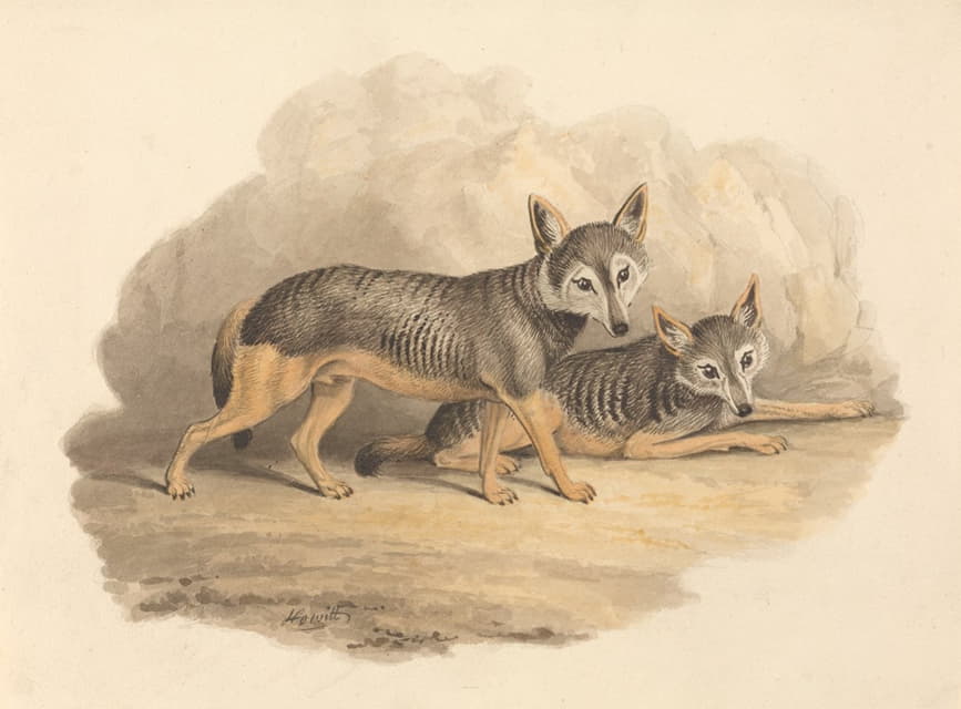 两只鬣狗