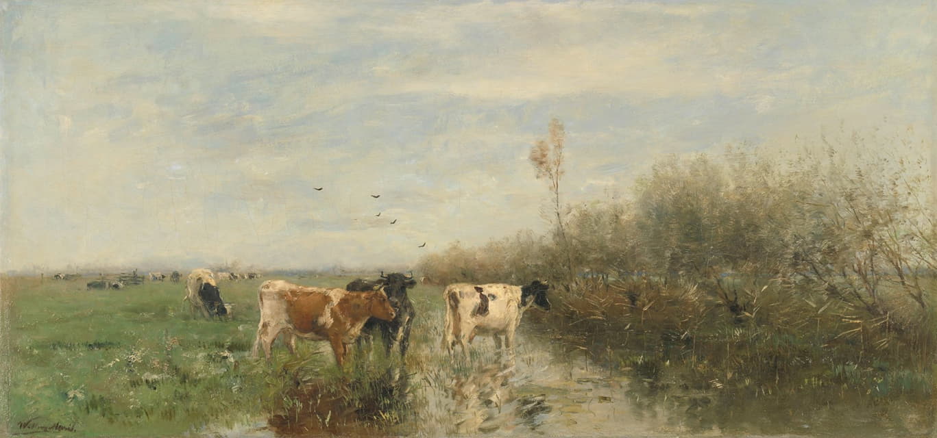 湿漉漉的草地上的奶牛