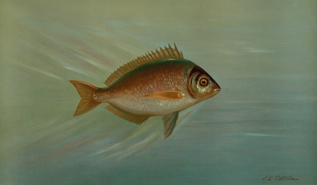 William C. Harris - The Blackfish or Tautog, Tautoga onitis.