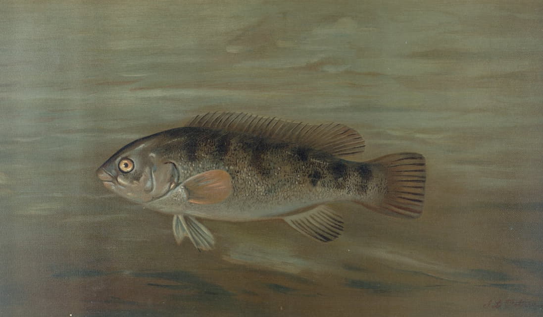 William C. Harris - The California Redfish or Fat-head, Pimelometopon pulcher.