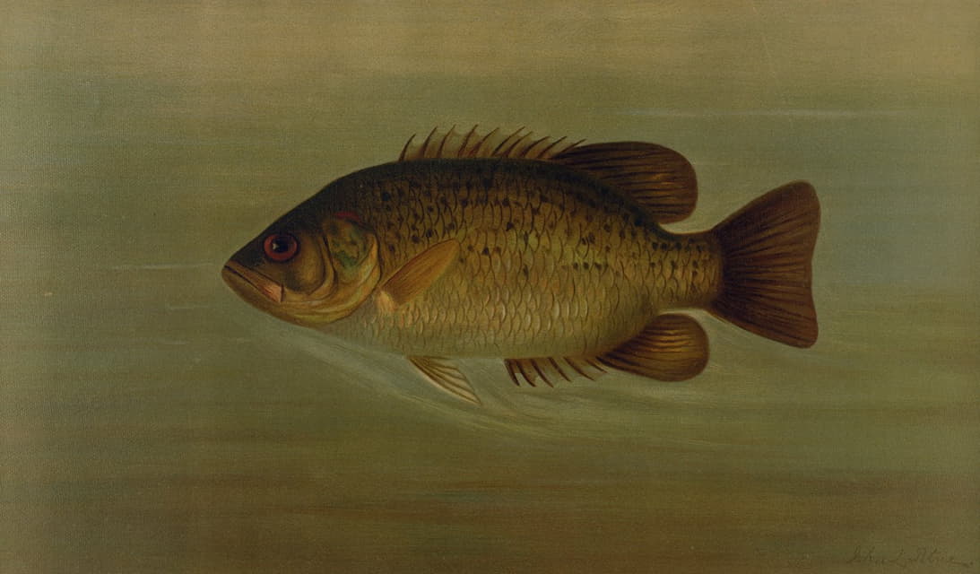 William C. Harris - The Common Sunfish, Eupomotis gibbosus.
