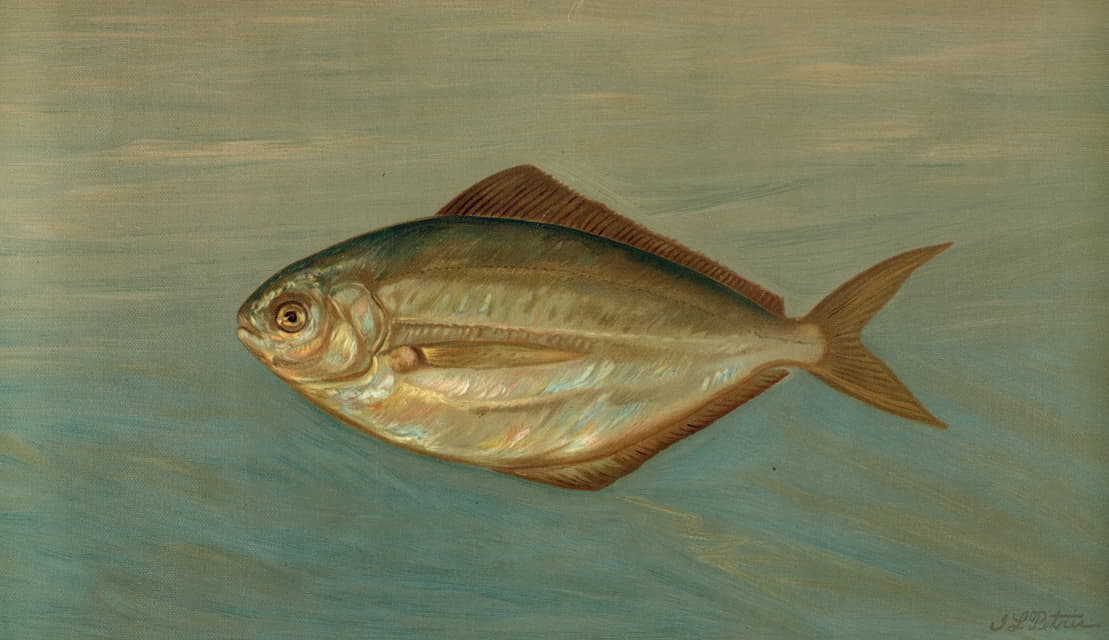 William C. Harris - The Dollar or Butter Fish, Rhombus triacanthus.