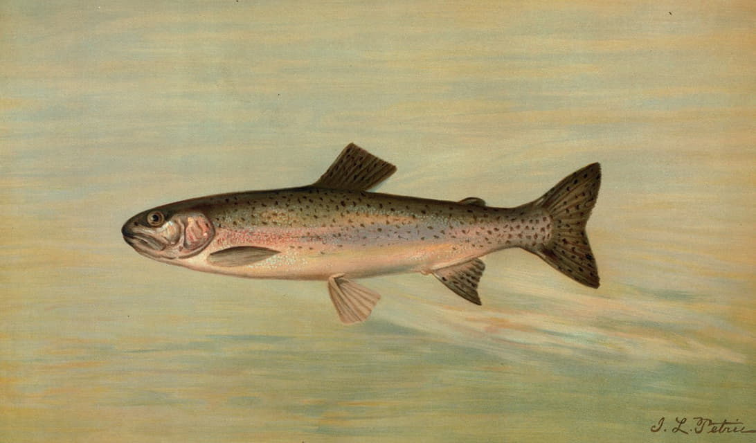 William C. Harris - The Kern River Trout, Salmo irideus gilberti.