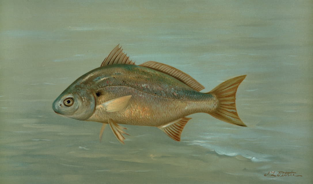 William C. Harris - The Kingfish, Whiting, or Barb, Mentichirrhus nebulosus.