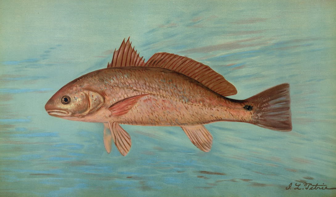 William C. Harris - The Red Drum or Channel Bass, Scioena ocellata.