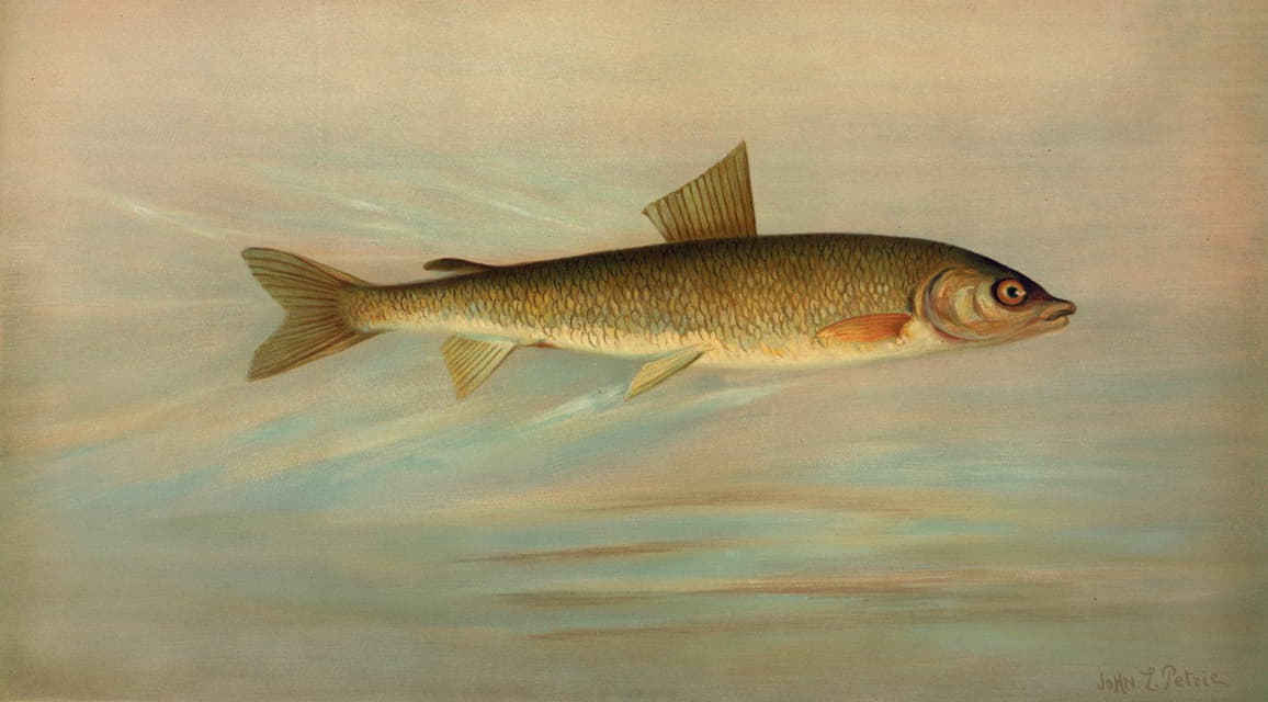 William C. Harris - The Rocky Mountain Whitefish, Coregonus williamsoni.