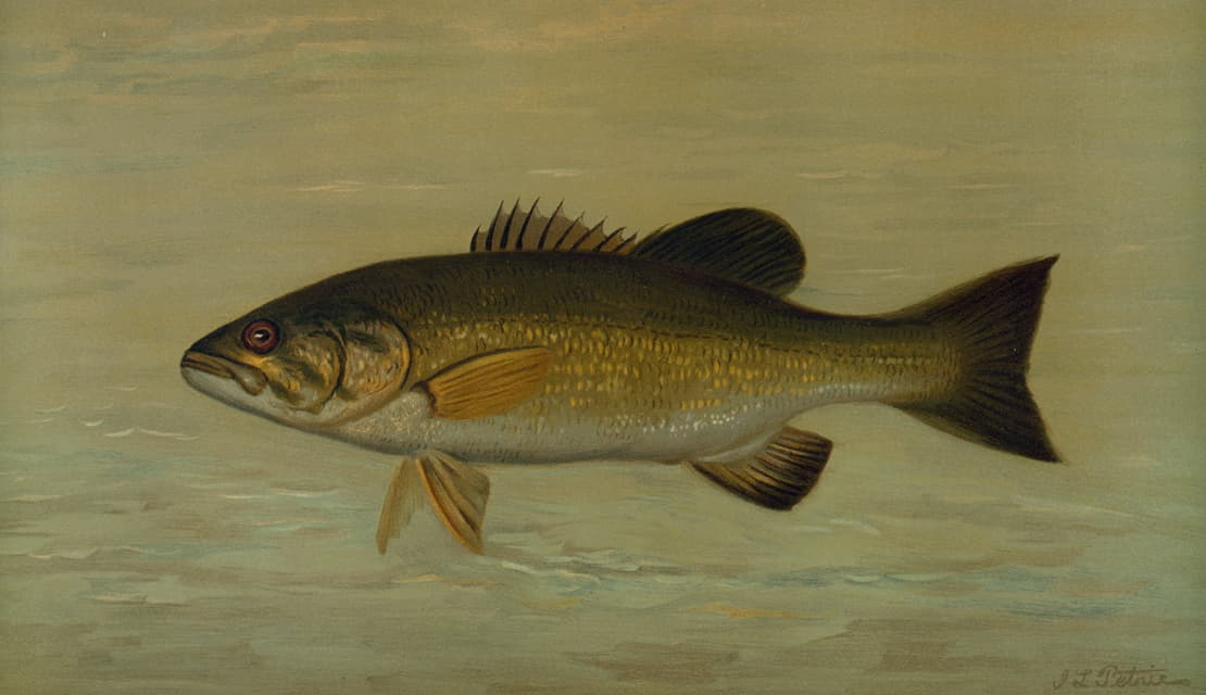 William C. Harris - The Small-Mouthed Black Bass, Micropterus dolomieu.