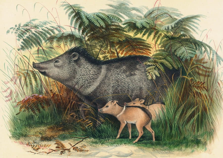 The Collared Peccary