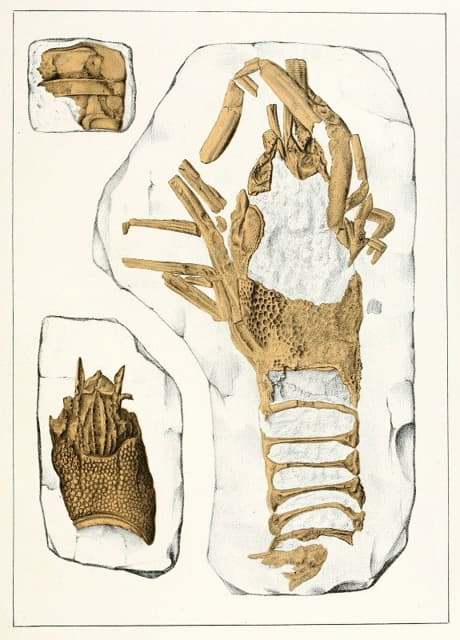 波希米亚白垩纪地层中的甲壳动物Pl.2