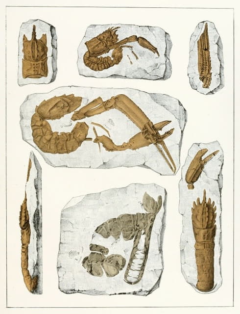 波希米亚白垩纪地层中的甲壳动物Pl.4