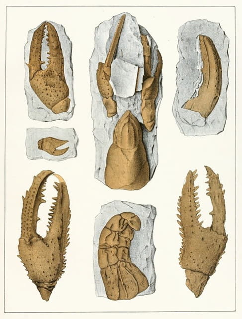 波希米亚白垩纪地层的甲壳动物，插图6