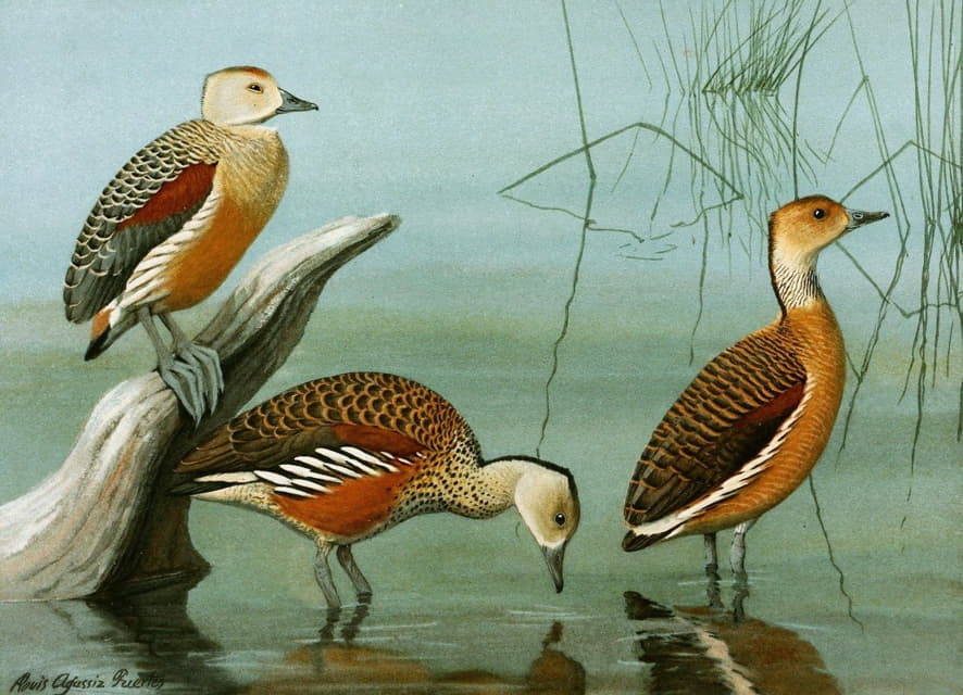 Louis Agassiz Fuertes - Lesser Whistling Teal, Wandering Tree Duck, Fulvous Tree Duck