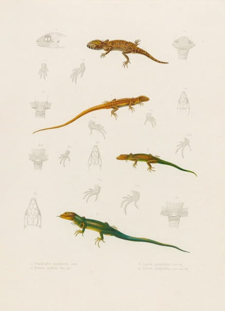 毛里塔尼亚狭条龙、透明蜥蜴、豹蜥蜴、透明蜥蜴