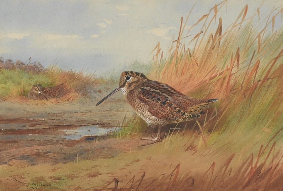 Archibald Thorburn - A Woodcock