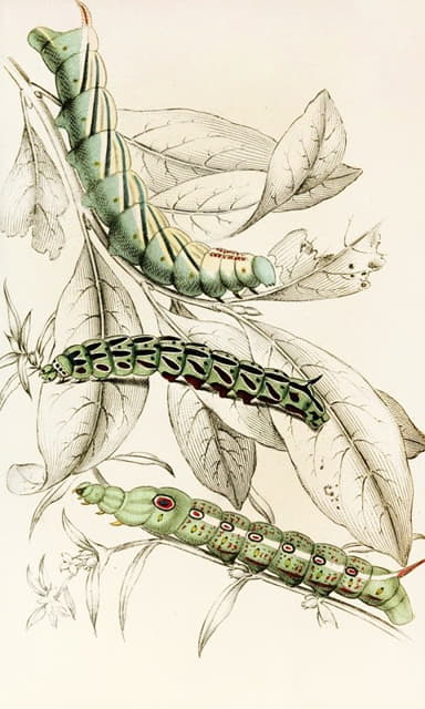 James Duncan - Caterpillar of Metopsilus Tersa, Sphinx Chionanthi, Sphinx Gaurae