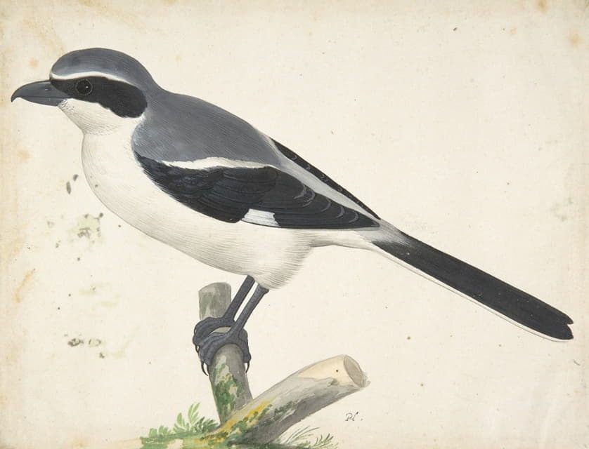 Pieter Holsteyn II - A Great Grey Shrike
