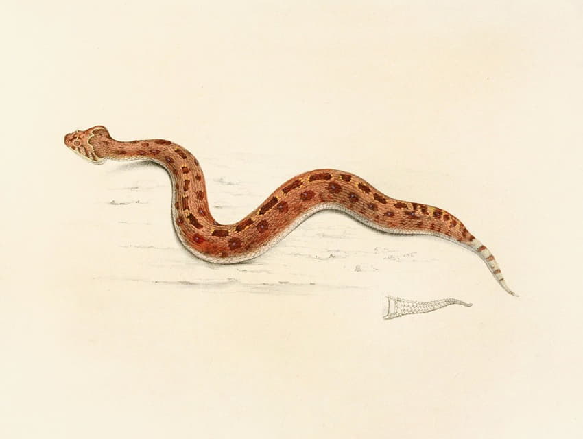 尾蝰蛇