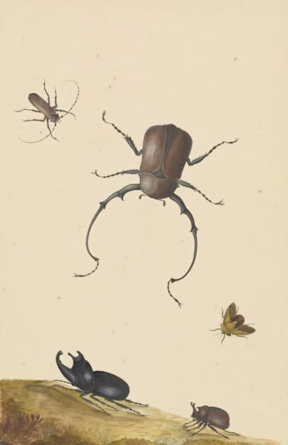 Nicolaas Struyk - Four Beetles and a Flying Stink Bug