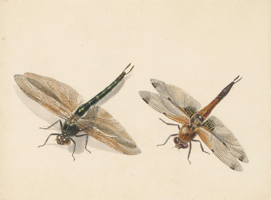 Albertus Steenbergen - Studie van twee libellen