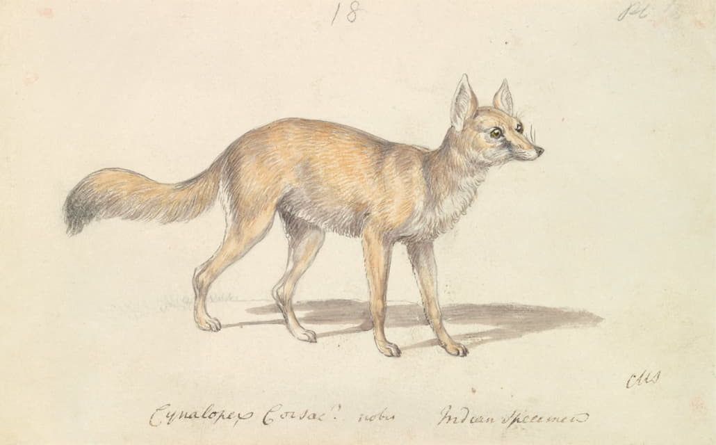 科萨克狗狐狸。
