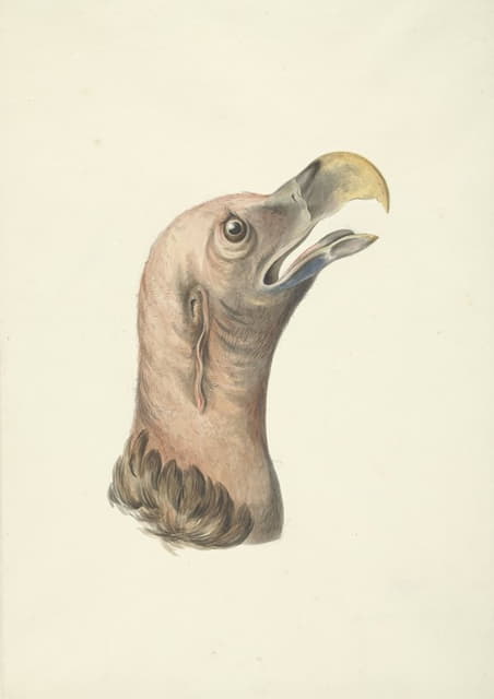 秃鹫的头 - Kop van een Oorgier (Otogyps auricularis Daud)