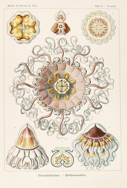 Ernst Haeckel - Peromedusae