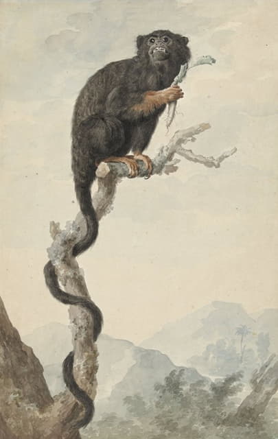 Jacob Perkois - A Red-handed Tamarin