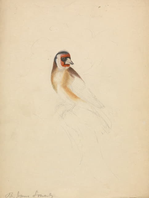 James Sowerby - A European Goldfinch.
