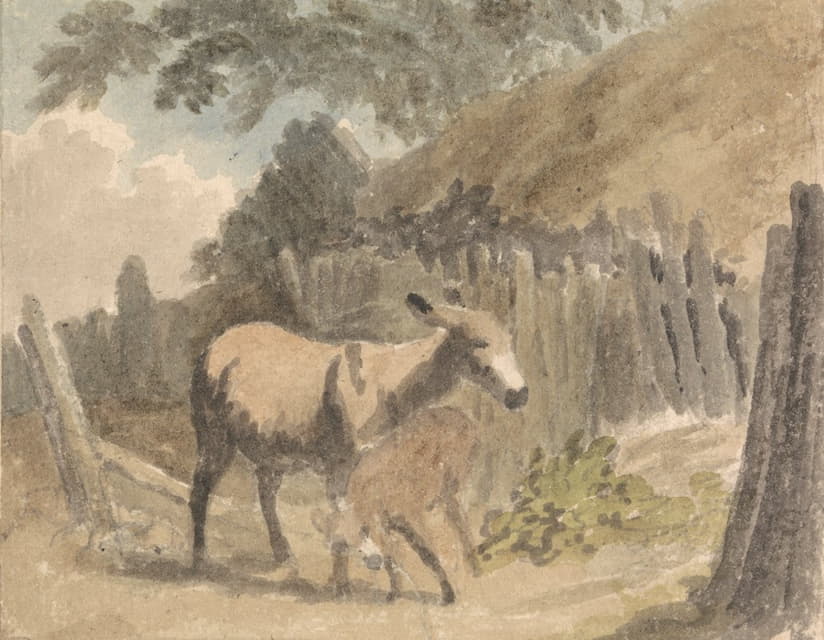 驴和小马驹