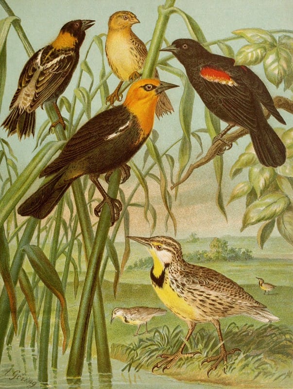 Christian Anton Goering - Die Nordamerikanische Vogelwelt pl30