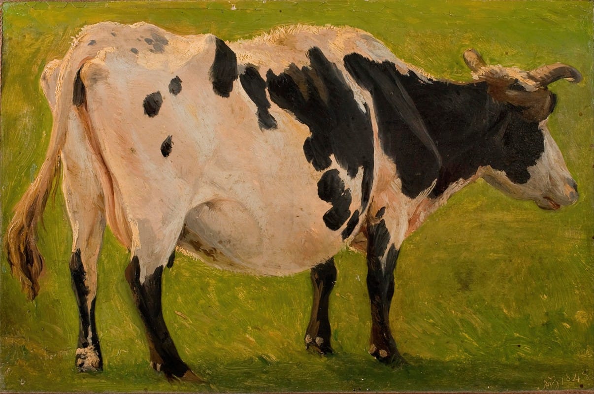 Carlo Dalgas - Black and white cow standing. Study