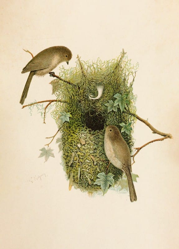 Robert Ridgway - Die Nordamerikanische Vogelwelt pl09