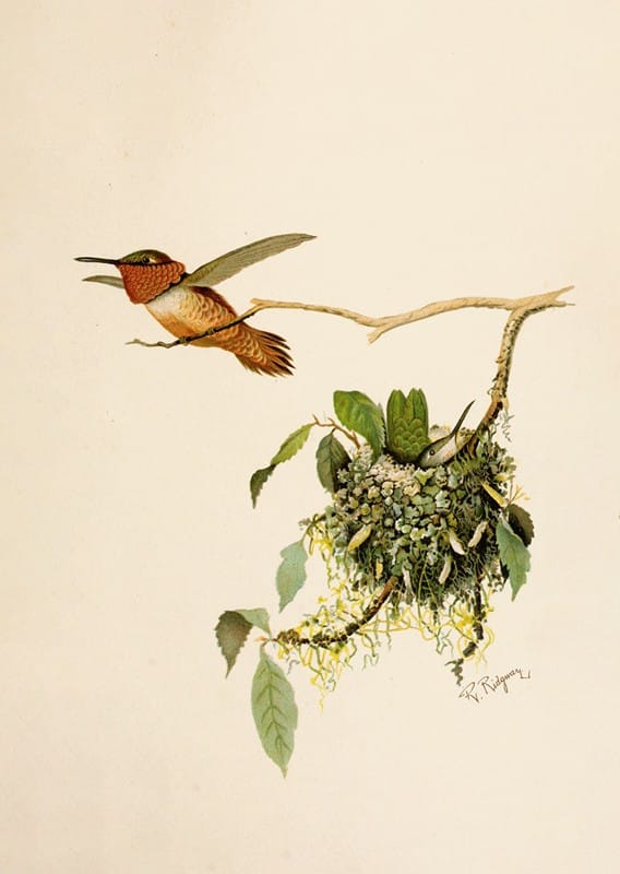 Robert Ridgway - Die Nordamerikanische Vogelwelt pl36