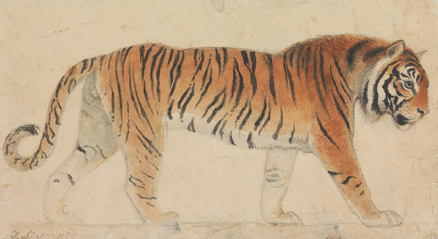 Thomas Stothard - A Tiger