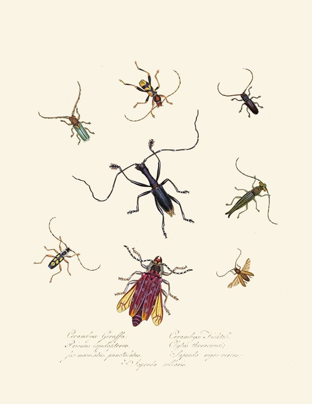 Edward Donovan - An epitome of the natural history of the insects of New Holland, New Zealand Pl.04