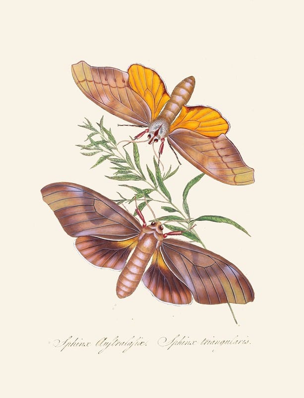 Edward Donovan - An epitome of the natural history of the insects of New Holland, New Zealand Pl.32