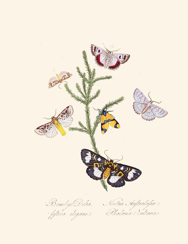 Edward Donovan - An epitome of the natural history of the insects of New Holland, New Zealand Pl.35