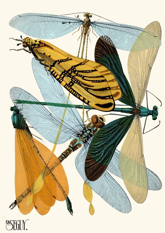 Emile-Allain Séguy - Insectes Pl.20