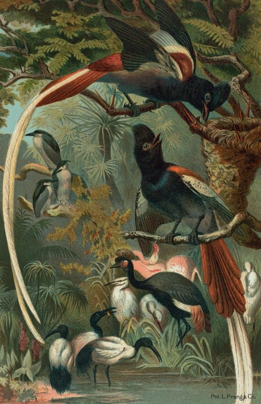 John George Wood - Paradise Flycatchers.